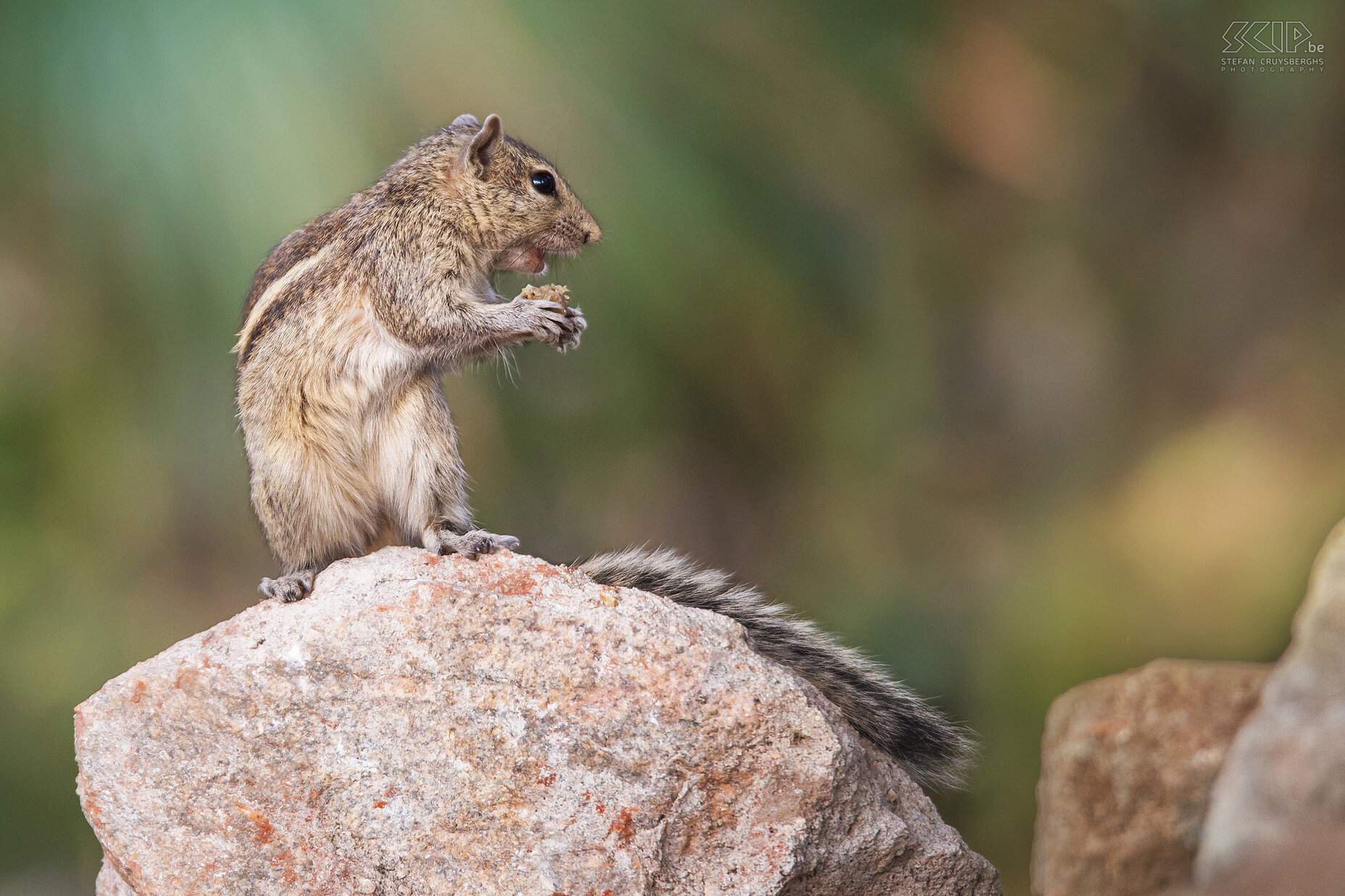 Ooty - Indische palmeekhoorn (Indian palm squirrel, Funambulus palmarum) Stefan Cruysberghs